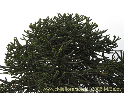Imágen de Araucaria araucana (Araucaria / Pehuén / Piñonero). Haga un clic para aumentar parte de imágen.
